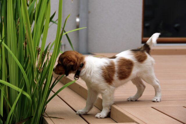 大谷翔平　犬