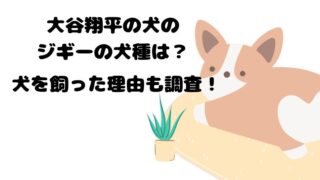 大谷翔平　犬