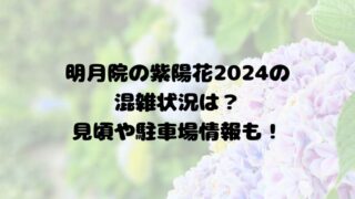 明月院の紫陽花2024の混雑状況は？見頃や駐車場情報も！